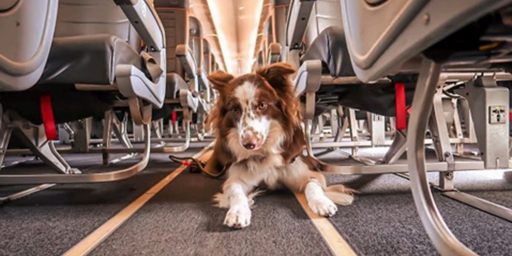 Transporte aéreo de cães e gatos