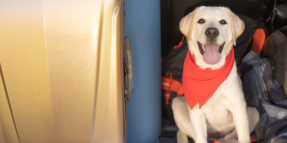 STJ decide que aéreas podem recusar transporte de animais de suporte emocional na cabine
